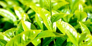 DNTeaPlantation0506bt