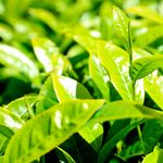 DNTeaPlantation0506bt
