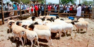 DNGOLDSHEEPShow