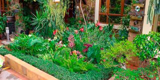 bd plants