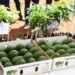 avocado