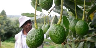 DNNYERIAVOCADO1801CA