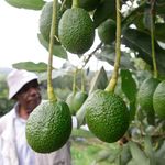 DNNYERIAVOCADO1801CA
