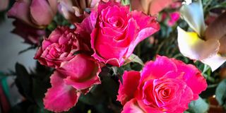 BDL Flowers Gin v