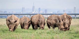 EAM AWF rhinos