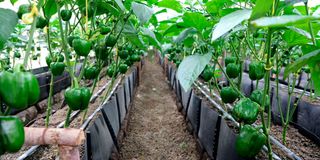 charawe farm