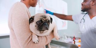 Pet sick leave