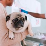 Pet sick leave