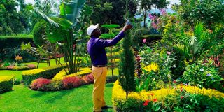 Hillary Rugut uproots maize to plant flowers