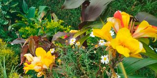Hillary Rugut uproots maize to plant flowers