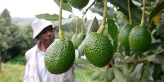 Avocado farm