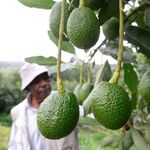Avocado farm