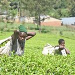 Tea farm
