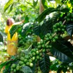 DNNYERICOFFEE0706SGD