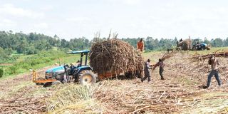 Sugarcane