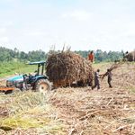 Sugarcane