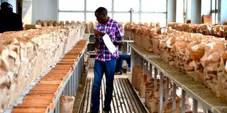 Nairobi Coffee Exchange auction