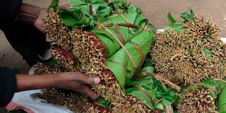 Miraa