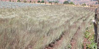 DNNAXPYRETHRUMFARMING24
