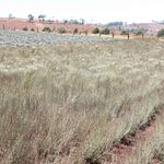 DNNAXPYRETHRUMFARMING24