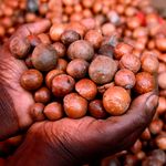 Macadamia
