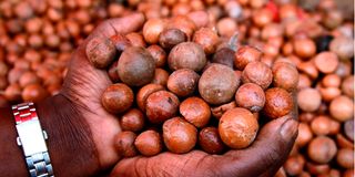 Macadamia