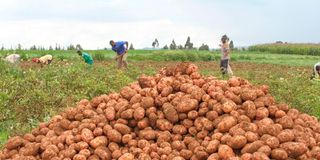 safaricom ai, potato farming
