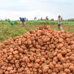 safaricom ai, potato farming