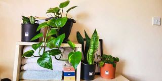 Plants