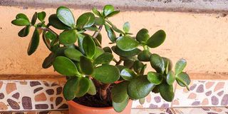 Succulent