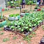 DN KITCHEN GARDEN c