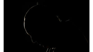 Pope Francis dark silhouette