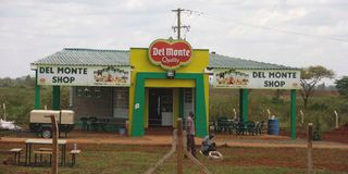 dndelmonte3010b
