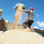 DNNAXDRYMAIZE1205a