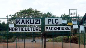 KAKUZI