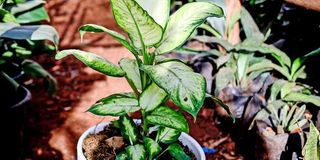 Plant