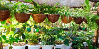 Plants