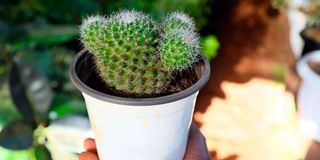 Cactus