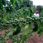 Coffee farm
