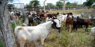 Goat auction