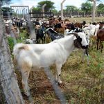 Goat auction