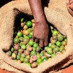Macadamia